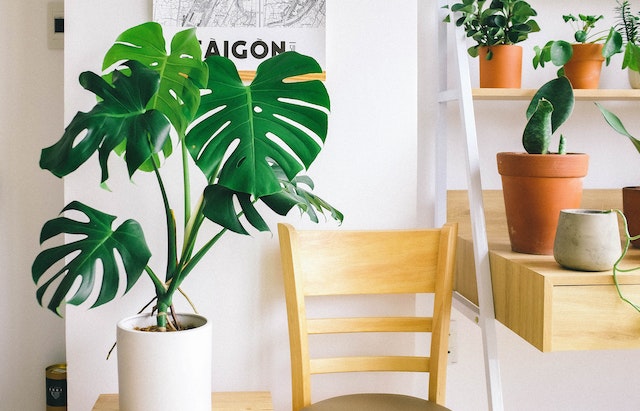 Indoor Plants From Bloomscape to Elevate Your Room Aura