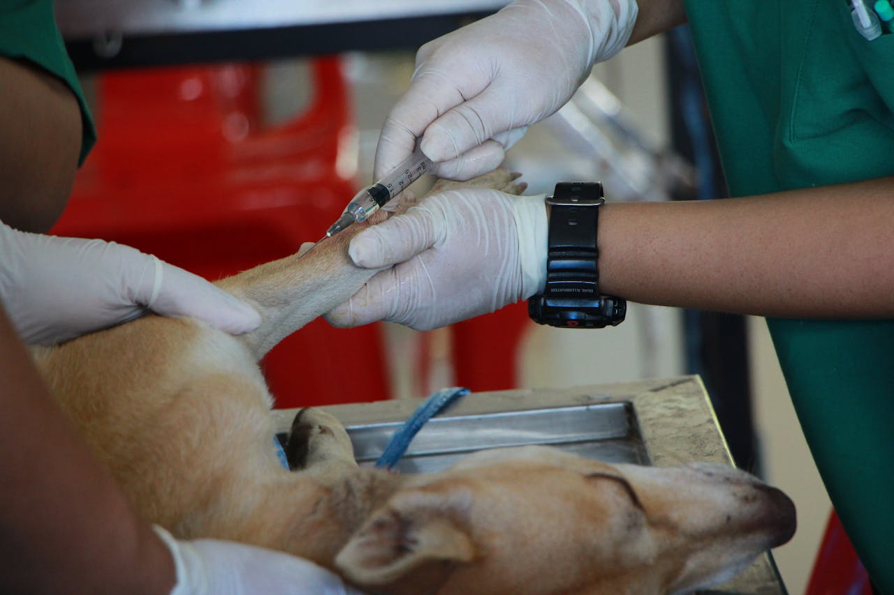 Domyown  5 Dog care Product Every Dog Owner Should  Have